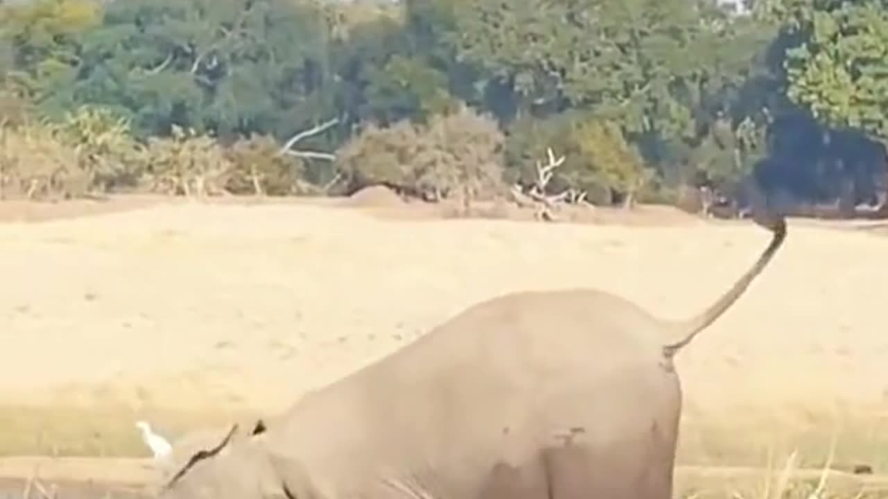 Amazing Action of an Elephant