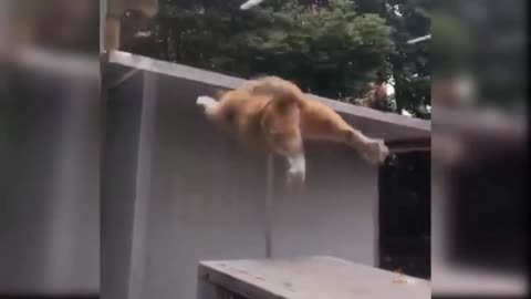 Cat Try Long Jump And Fail