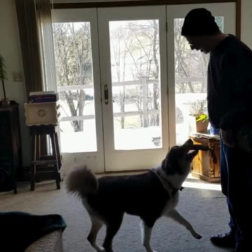 Forrest shaping the At-Ease, Heel and Out cues