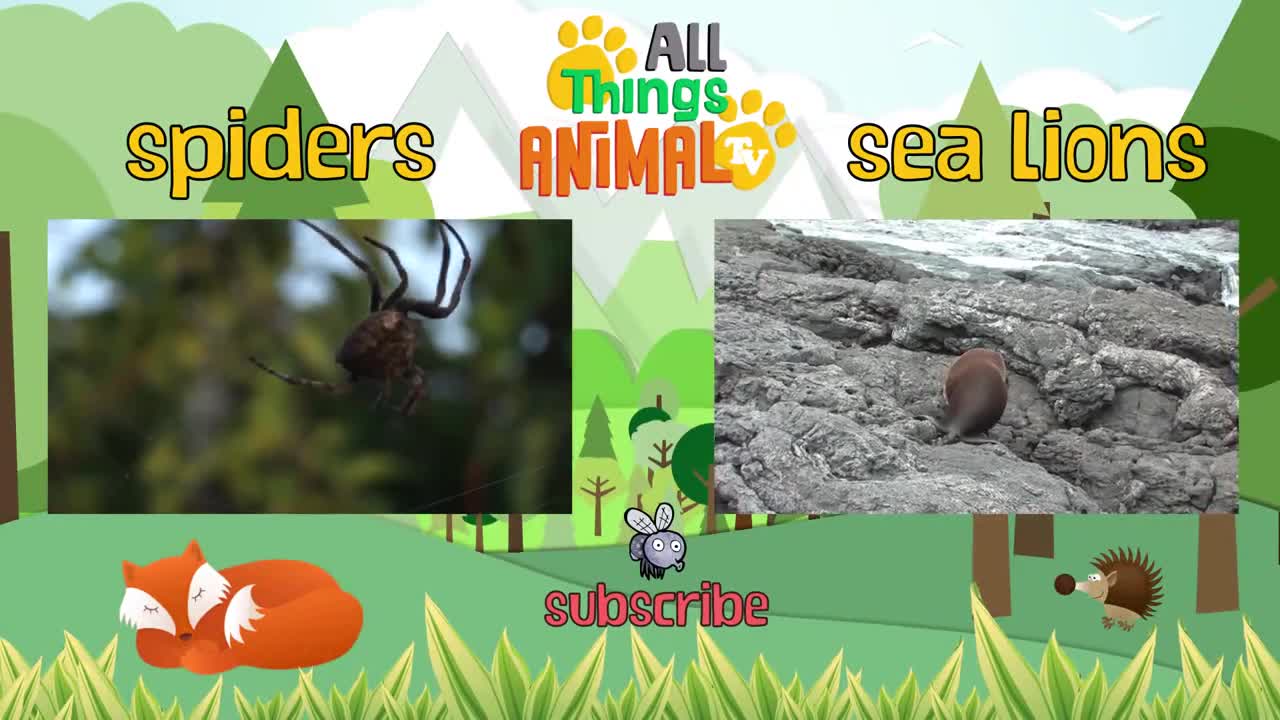 * BLACK BEAR * | Animals For Kids | All Things Animal TV