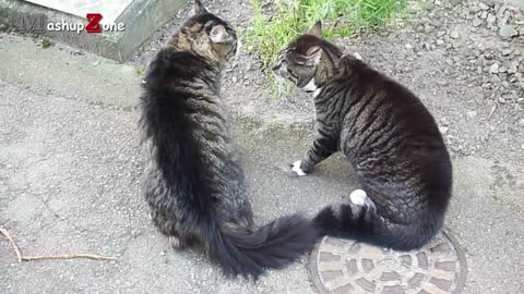 Funny Cats Arguing - Cats Talking To Each Other Compilation ｜｜ NEW HD_p2