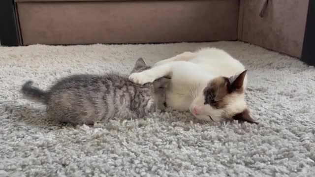 Kitten wakes up the Cat