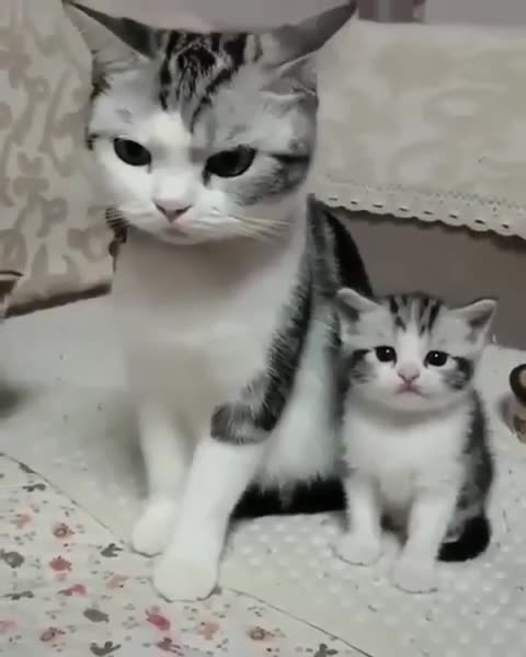 Cute cat like mother like daughter shorts video shorts, video cute,kitten,cat,