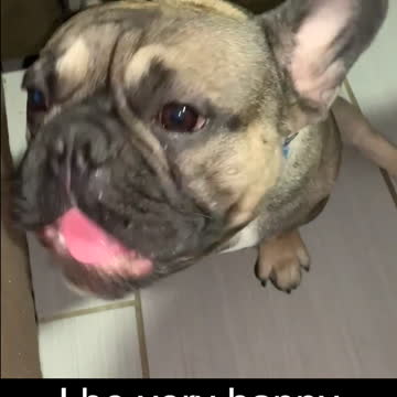 😍 𝐅𝐫𝐞𝐧𝐜𝐡 𝐁𝐮𝐥𝐥𝐝𝐨𝐠 | 𝘍𝘳𝘦𝘯𝘤𝘩 𝘉𝘶𝘭𝘭𝘥𝘰𝘨 𝘌𝘢𝘵𝘪𝘯𝘨 𝘞𝘢𝘵𝘦𝘳𝘮𝘦𝘭𝘰𝘯 |