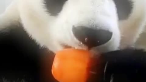 funny panda bear eats ice cream