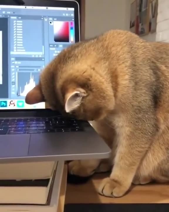 Well, how come you don’t understand? I’ve been patient and waiting for you for so long!!👍😍😺