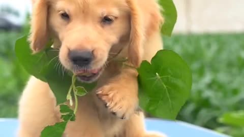 Cute golden retriever