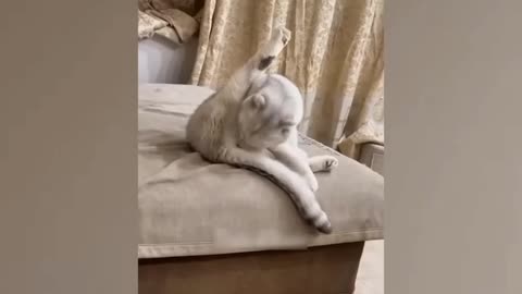 Funny Dogs And Cats Videos Funniest Cats and Dogs