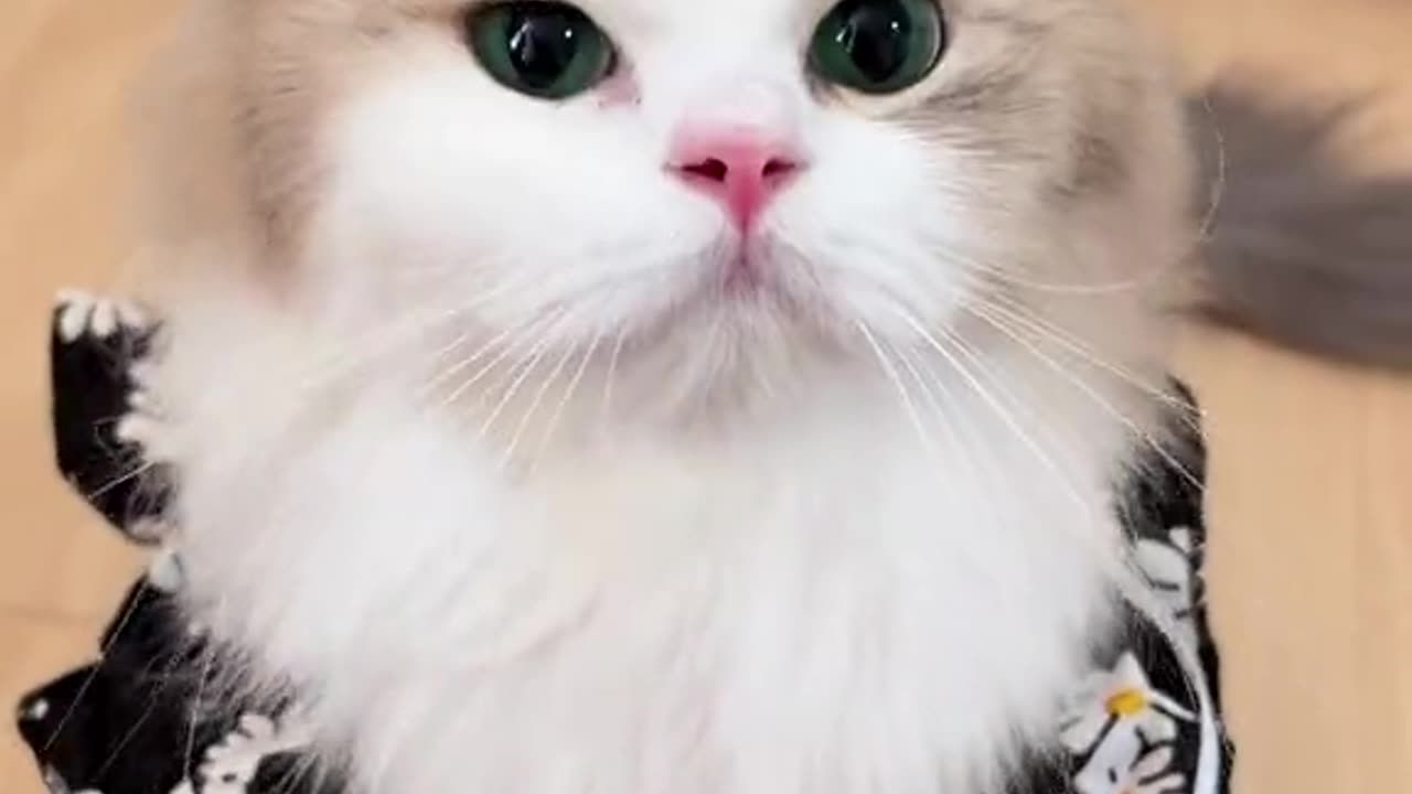 How sweet this cat!