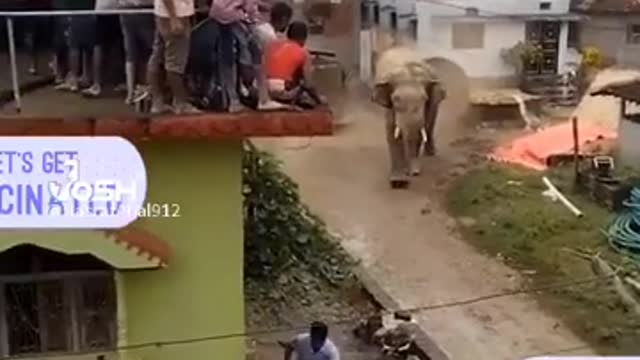 Elephant very angry 😡😡😡😡