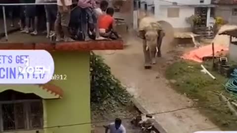 Elephant very angry 😡😡😡😡