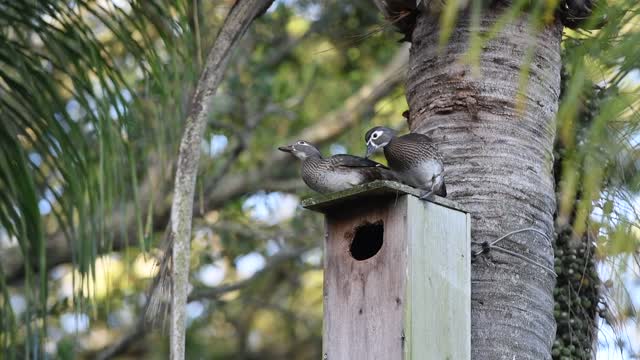 Wood Duck Hens