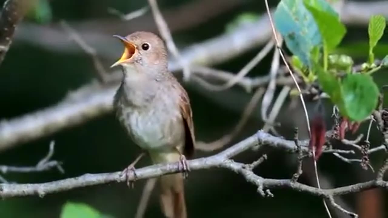 Birds sweat noise