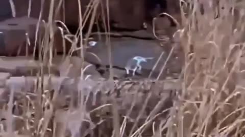 Wildlife in closer view with a natural perspective.