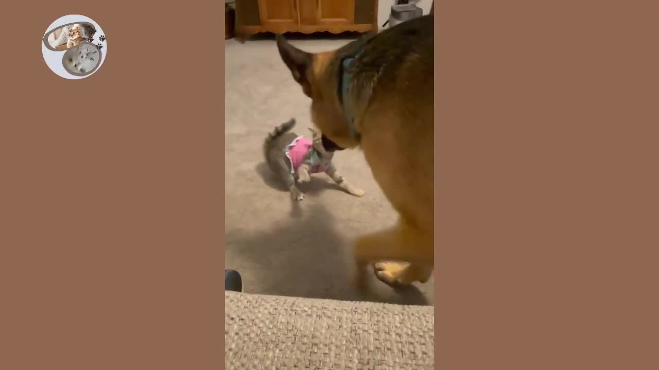 Cats vs Dogs fights - angry cats vs dogs funny compilation