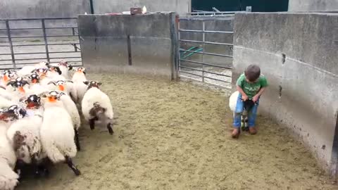 4 year old catches sheep!