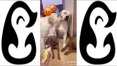 BEST DOG COMPILATION FOUND ON TIKTOK