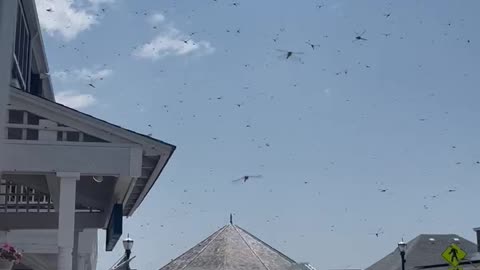 Dragonfly Migration in Rhode Island