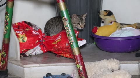 kitten fighting with dog toy