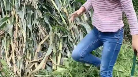 Cô gái vùng cao Thu hoạch ngô Clip cảm động