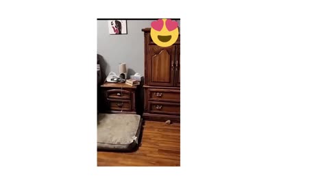 funny video, cats