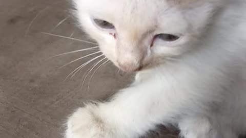 Cute baby Cat Viral video