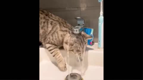 Cat baby animals romantic Fun Intersting