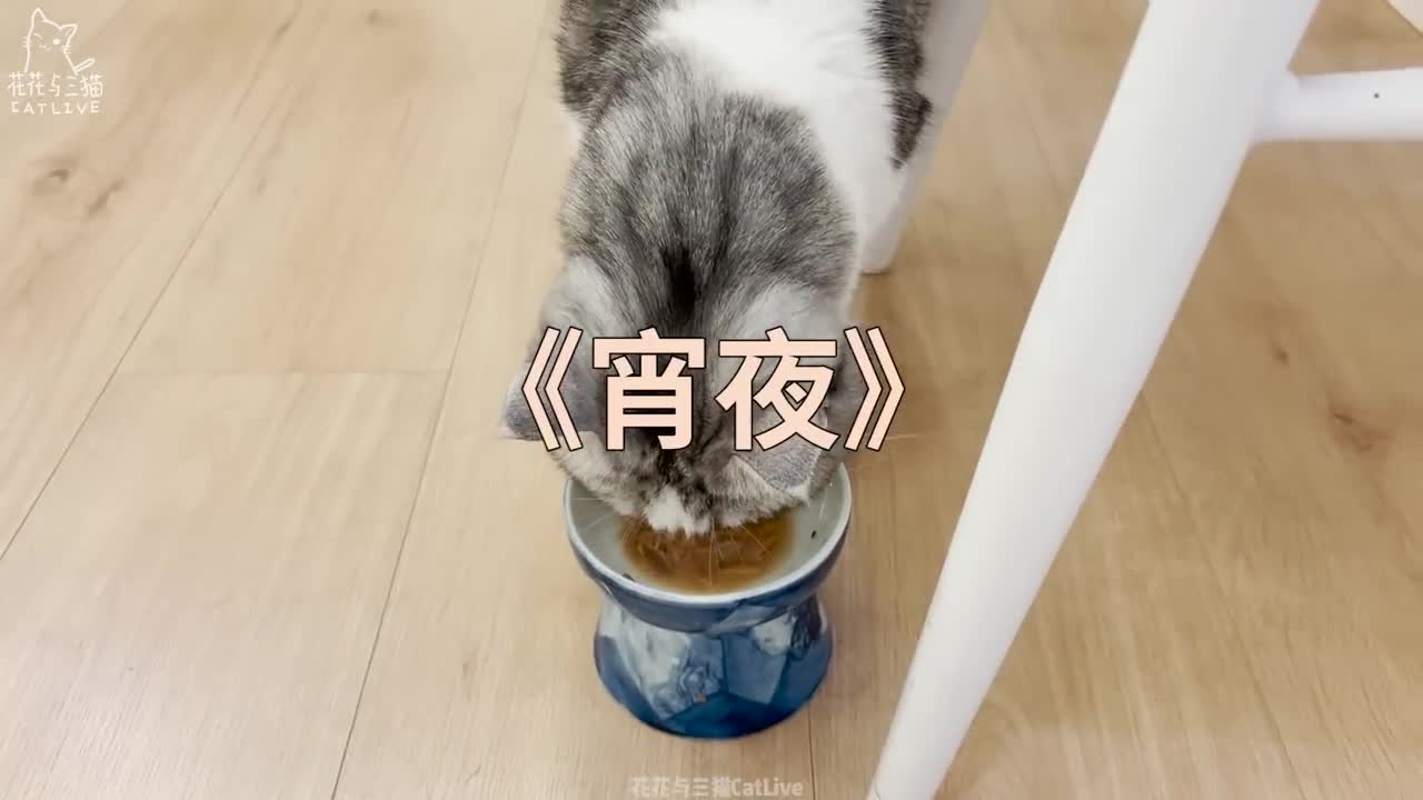 太恐怖了,我刚刚意识到我已经被猫驯化了5年