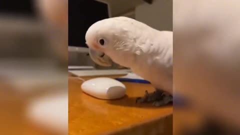 Taking stock of the cute pet's funny moments, 001%#@20