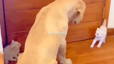 Funny animals