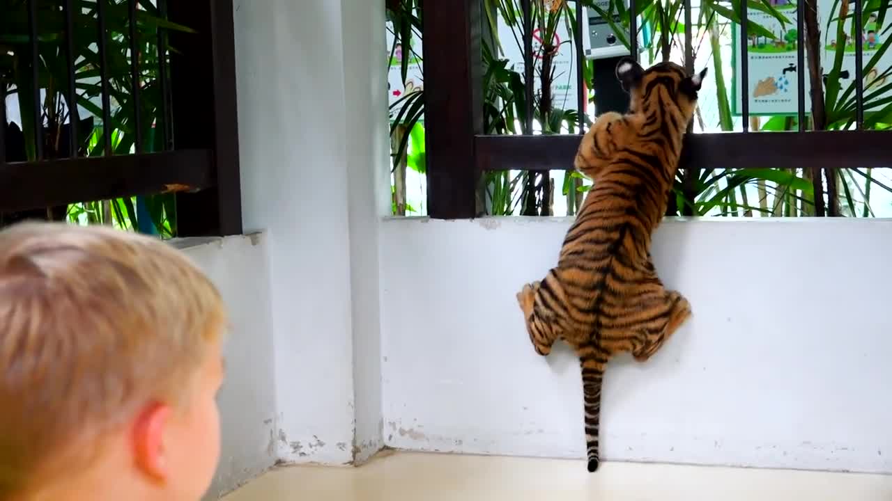 Vlad and Mama at sleeping tiger farm