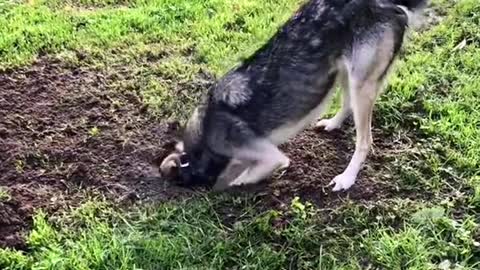 Does your dog dig