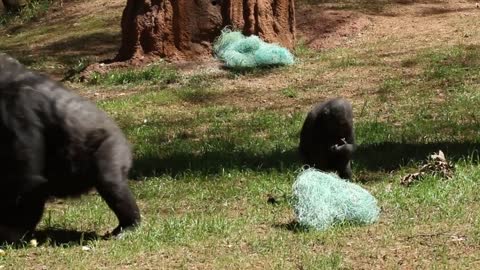 Gorilla Egg Hunt 2021