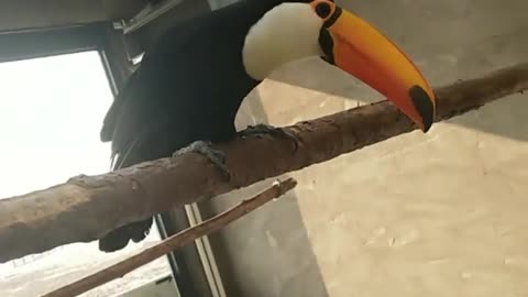 The song of the birds