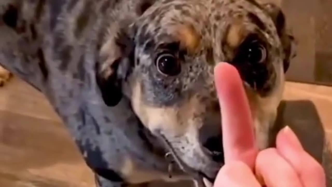 Dog’s Reaction In The Face Of The Middle Finger 😂 So Funny