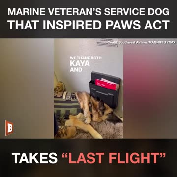 Marine Veteran's Service Dog That Inspired PAWS Act Takes "Last Flight"