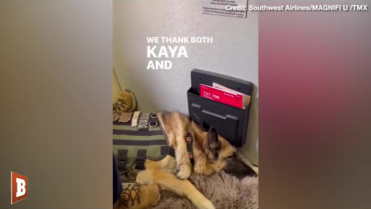 Marine Veteran's Service Dog That Inspired PAWS Act Takes "Last Flight"