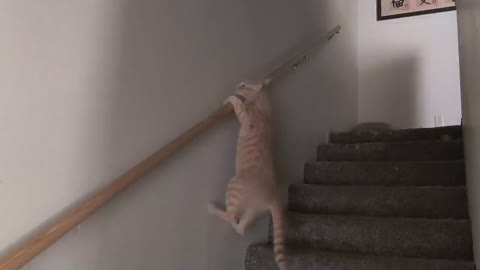 Cat learning to climb