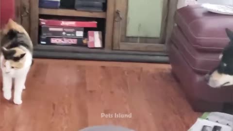 FUNNY ANIMAL VIDEOS THAT I FOUND FOR YOU(3)