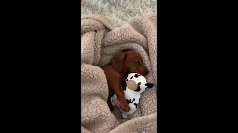 Funny animals - Funny cats / dogs - Funny animal videos 2023