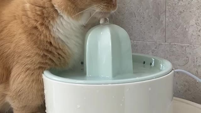 Cute baby cat play with water