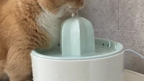 Cute baby cat play with water