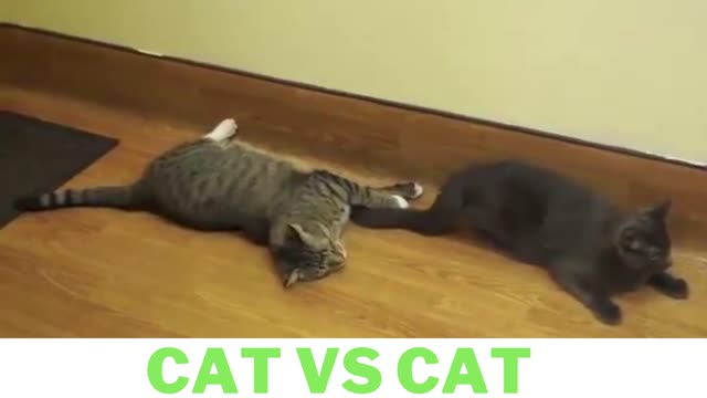 CAT VS CAT