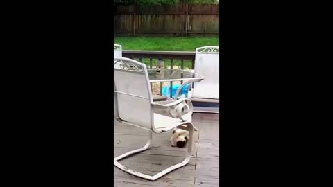 Funny Cats and Dogs Videos- Funniest Animals 2024