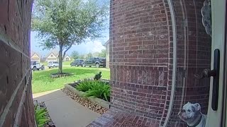 Delivery Guy Shuts Door on Bulldog