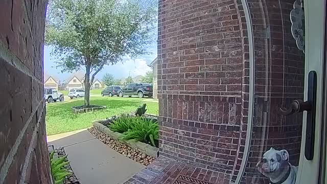Delivery Guy Shuts Door on Bulldog
