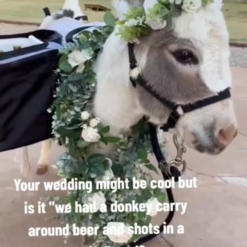 As long as the donkey doesn’t take off 🤣