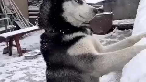 husky dog