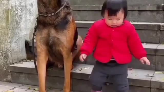 Coolest Dog Protect of Little Baby