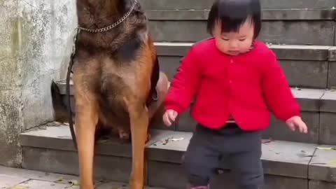 Coolest Dog Protect of Little Baby